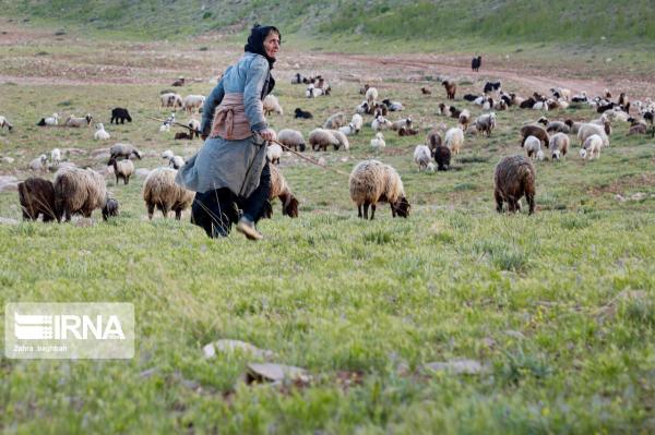 خبرنگاران عشایر به دلیل فقر مراتع متضررترین قشر هستند خبرنگاران عشایر به علت فقر مراتع متضررترین قشر هستند