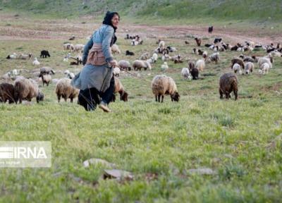 خبرنگاران عشایر به علت فقر مراتع متضررترین قشر هستند